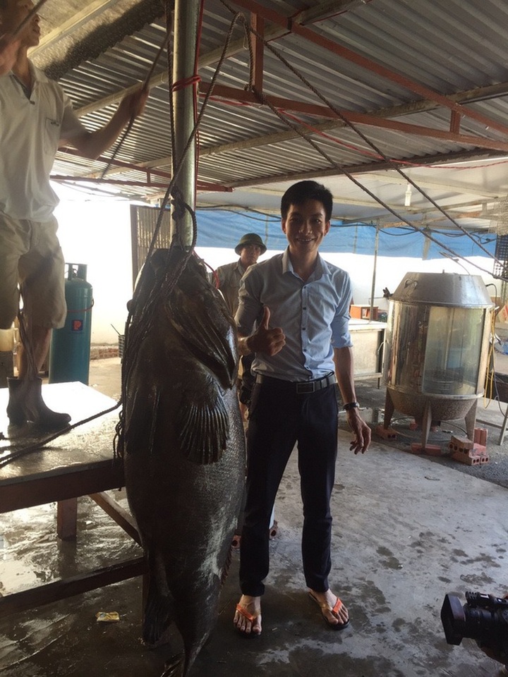 Nhà giàu Việt chi trăm triệu đồng mua cá song vang nặng cả tạ về... ăn gỏi - 1