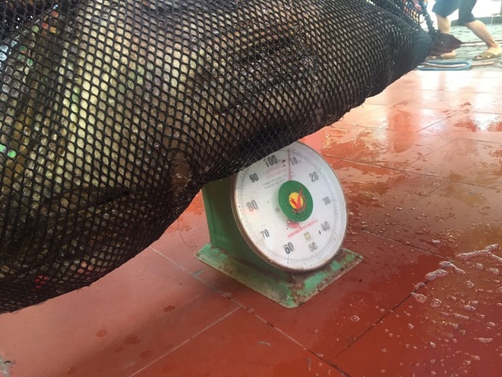 Nhà giàu Việt chi trăm triệu đồng mua cá song vang nặng cả tạ về... ăn gỏi - 3