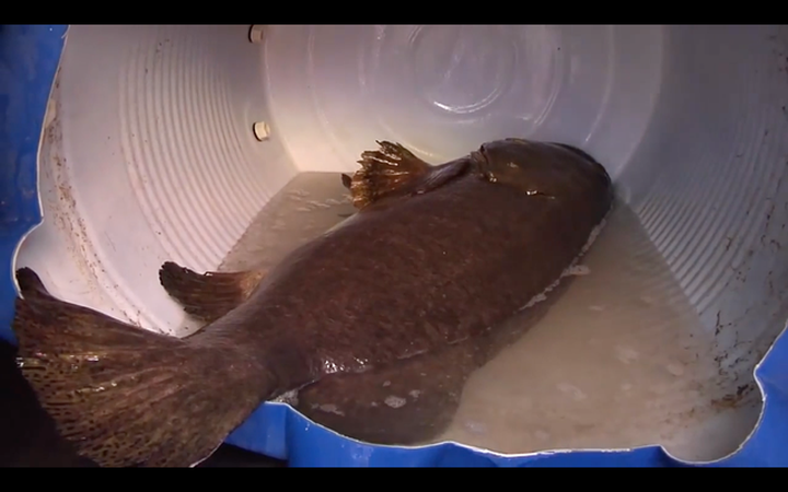 Nhà giàu Việt chi trăm triệu đồng mua cá song vang nặng cả tạ về... ăn gỏi - 5