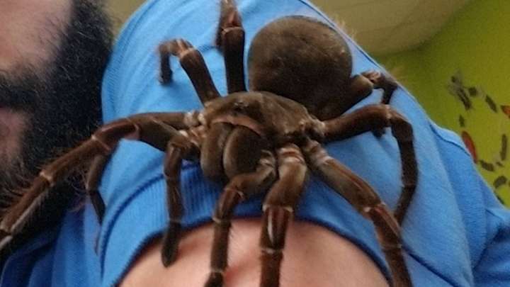 Một con nhện Tarantula tại Philadelphia Instectarium và Butterfly Pavilion. (Nguồn: Handout)