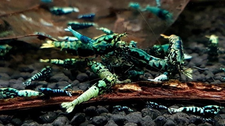 Nhìn qua tưởng tép sông, ai ngờ hàng hiếm giá tiền triệu một con - 5