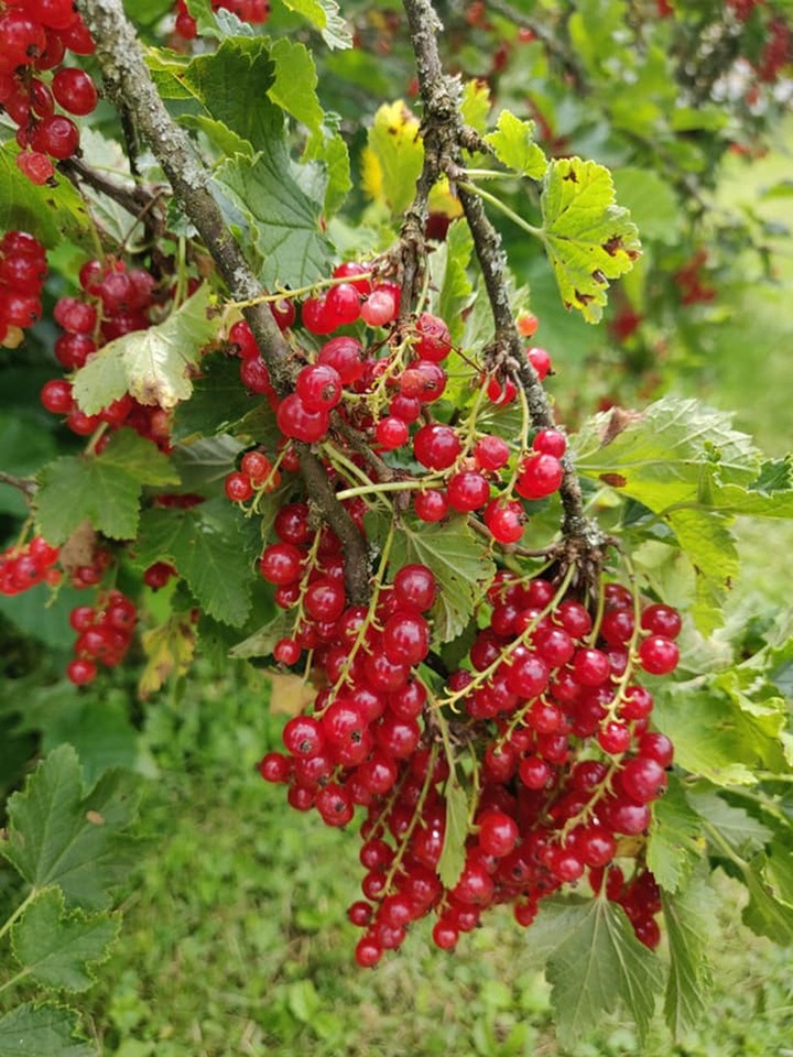 Nho chuỗi ngọc 2 triệu đồng/kg: Cây bụi mọc đầy rừng, ăn chua loét - 1