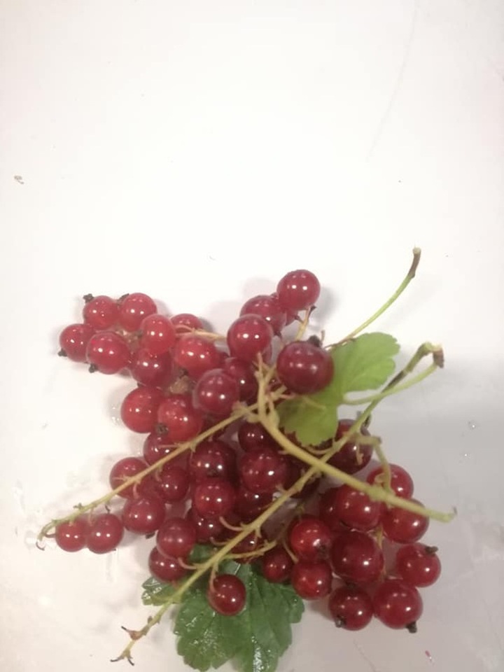 Nho chuỗi ngọc 2 triệu đồng/kg: Cây bụi mọc đầy rừng, ăn chua loét - 2