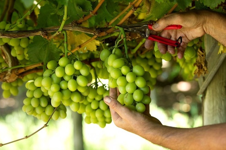 Nho Úc giòn ngọt mùa vụ mới trên quầy siêu thị Việt - 4