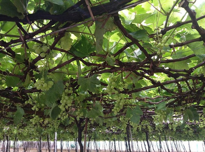 Các giàn nho đang ra bông, tạo trái cũng bị hư hạ do mưa to