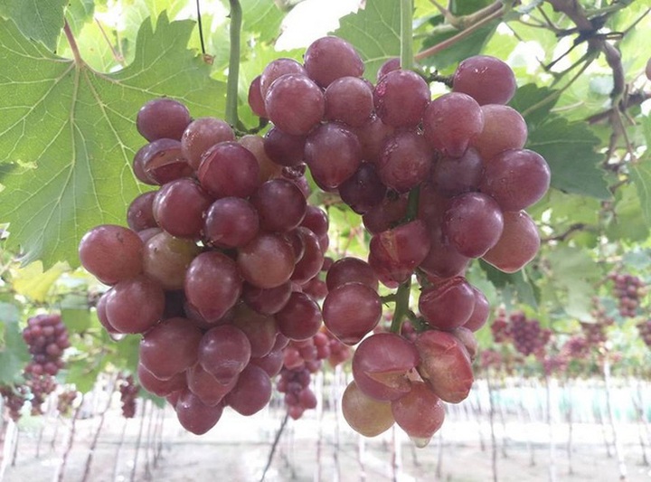 
Mưa to trong nhiều ngày làm nho Ninh Thuận bị nứt, hư.
