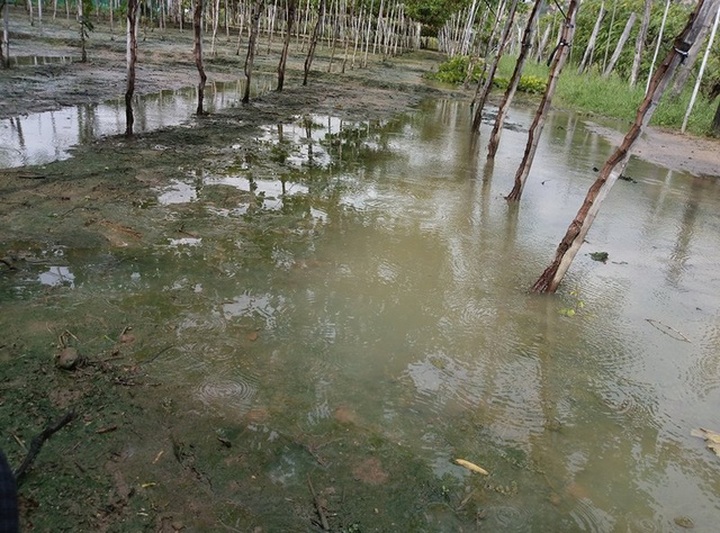 Nhiều giàn nho bị ngập sâu trong nước làm suy yếu bộ rễ, chết cây nho.