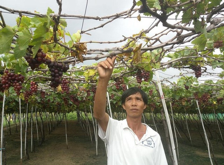 Anh Võ Đức Cường bên cây nho đã bị chết do bị ngập úng lâu ngày trong nước