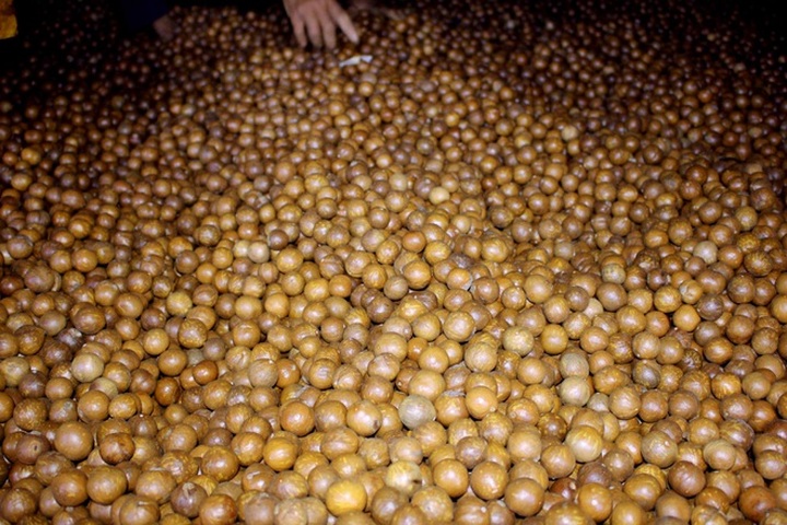 Nông dân vùng cao nguyên giàu lên nhờ trồng cây 3 sao - 2