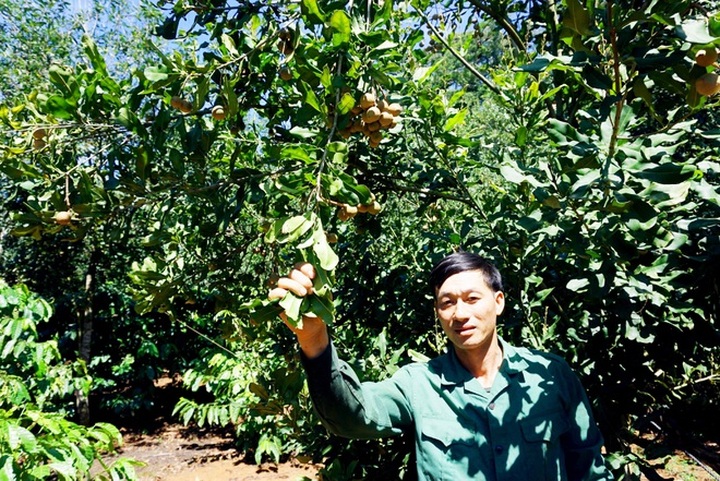 Nông dân vùng cao nguyên giàu lên nhờ trồng cây 3 sao - 3