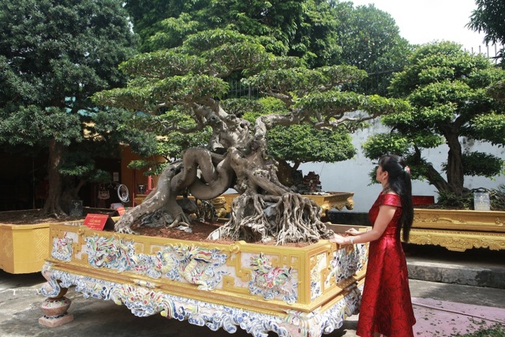 Nữ đại gia giấu chồng, mang 5 tỷ đồng đi mua “siêu cây” dáng quái - 1