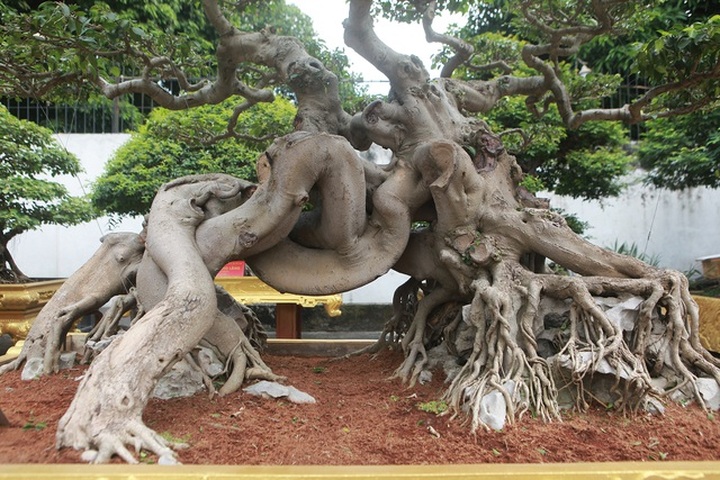 Nữ đại gia giấu chồng, mang 5 tỷ đồng đi mua “siêu cây” dáng quái - 2