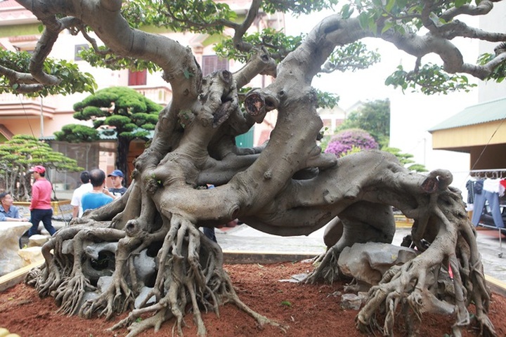 Nữ đại gia giấu chồng, mang 5 tỷ đồng đi mua “siêu cây” dáng quái - 3