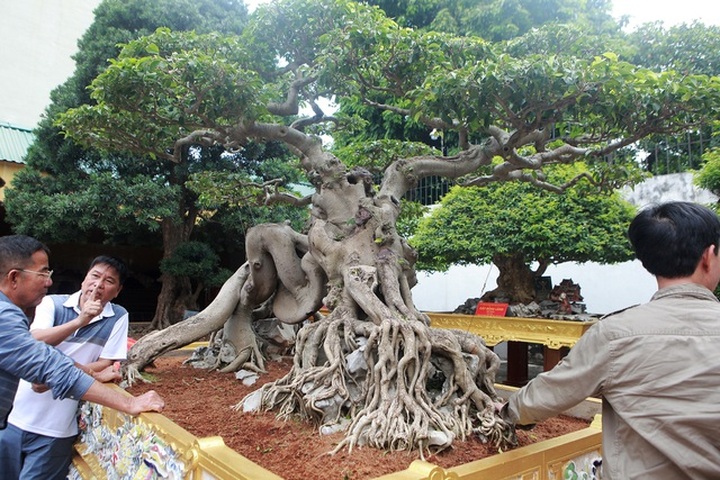 Nữ đại gia giấu chồng, mang 5 tỷ đồng đi mua “siêu cây” dáng quái - 4