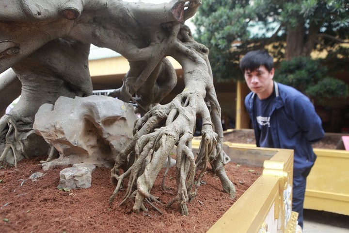 Nữ đại gia giấu chồng, mang 5 tỷ đồng đi mua “siêu cây” dáng quái - 7