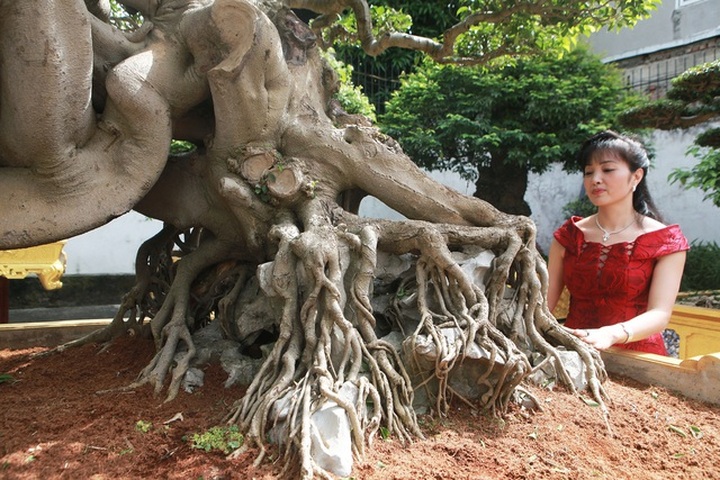 Nữ đại gia giấu chồng, mang 5 tỷ đồng đi mua “siêu cây” dáng quái - 8