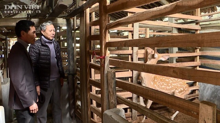 Nuôi con đại bổ đội lộc non trên đầu, mùa này đem cắt bán, ông nông dân thành triệu phú - 1