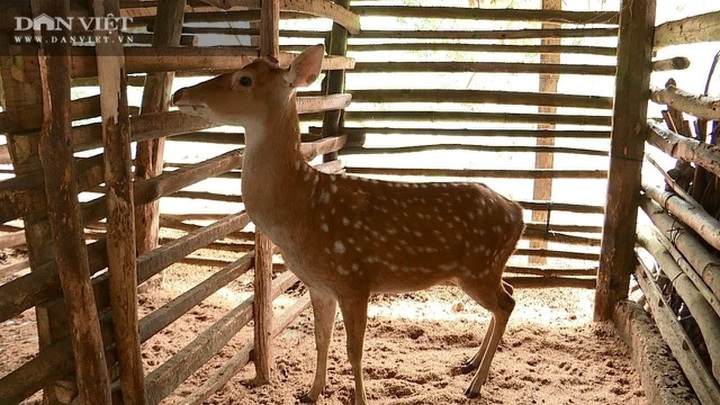 Nuôi con đại bổ đội lộc non trên đầu, mùa này đem cắt bán, ông nông dân thành triệu phú - 3