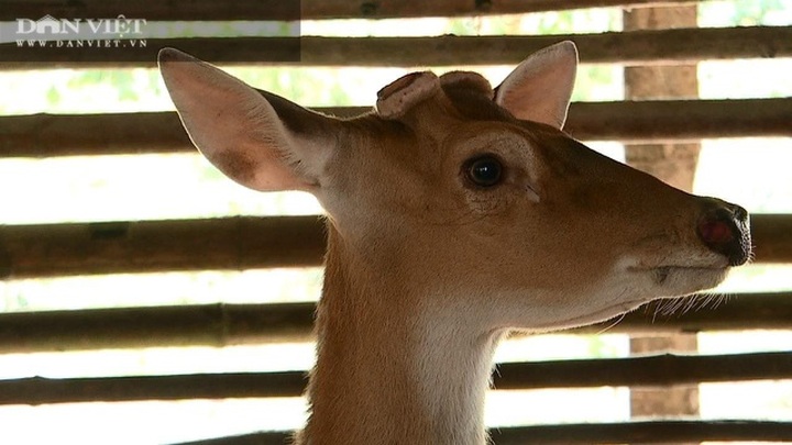 Nuôi con đại bổ đội lộc non trên đầu, mùa này đem cắt bán, ông nông dân thành triệu phú - 4