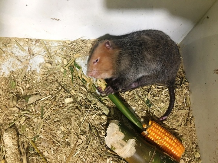 Nuôi dúi bằng máy lạnh, nam sinh viên “bỏ túi” 40 triệu đồng/tháng - 2