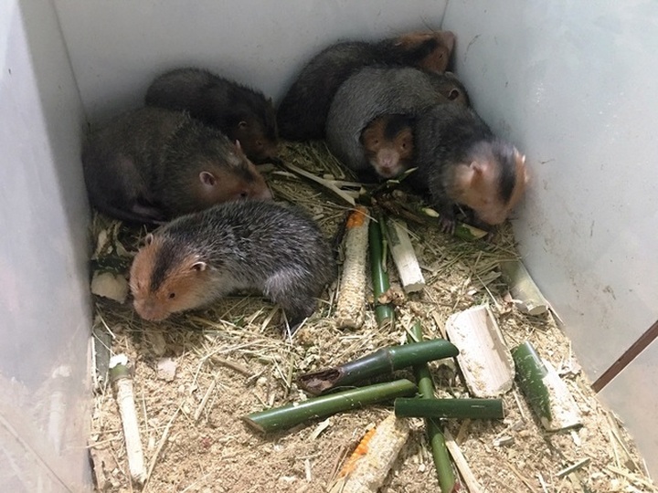 Nuôi dúi bằng máy lạnh, nam sinh viên “bỏ túi” 40 triệu đồng/tháng - 4