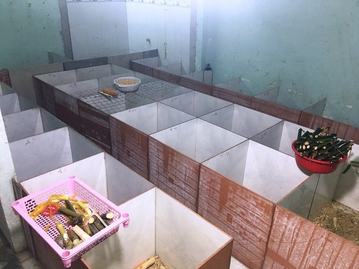 Nuôi dúi bằng máy lạnh, nam sinh viên “bỏ túi” 40 triệu đồng/tháng - 6