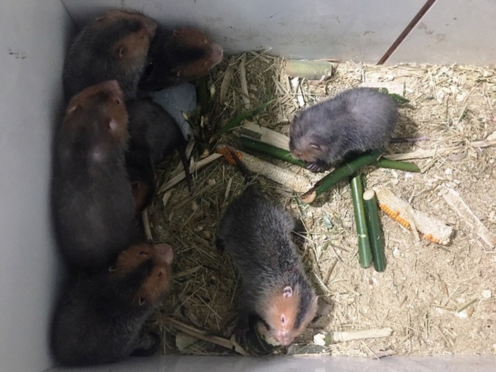 Nuôi dúi bằng máy lạnh, nam sinh viên “bỏ túi” 40 triệu đồng/tháng - 8