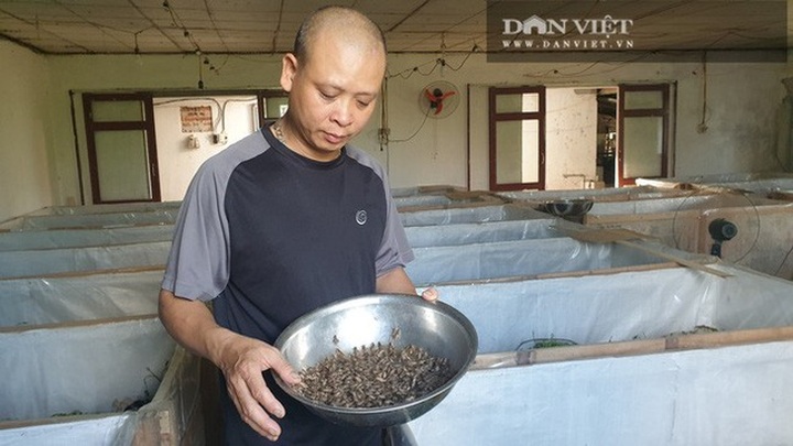 Nuôi la liệt con ông trời bắt chết sớm, anh nông dân bắt không kịp bán - 4