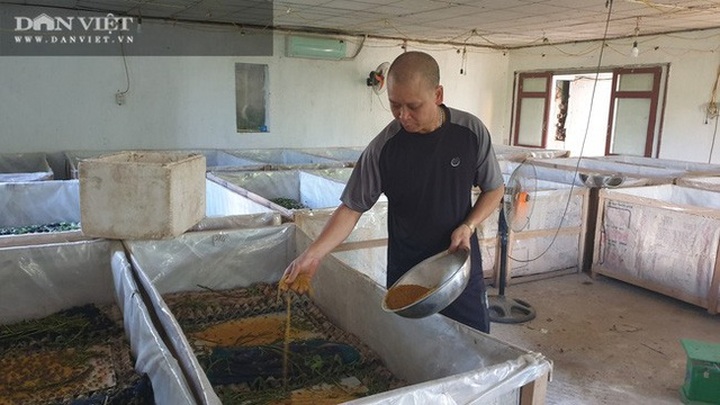 Nuôi la liệt con ông trời bắt chết sớm, anh nông dân bắt không kịp bán - 5