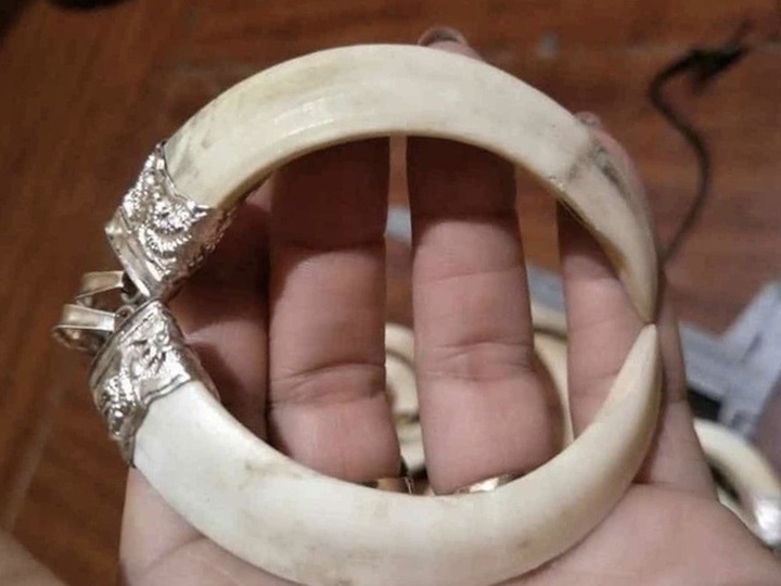 Nuôi lợn rừng lấy nanh: Phục vụ thú chơi mới kỳ công của đại gia Việt - 1