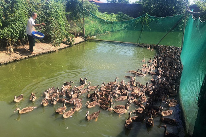 nuoi vit troi o dong chiem trung-1 von bon loi, chua bao gio e hinh anh 1