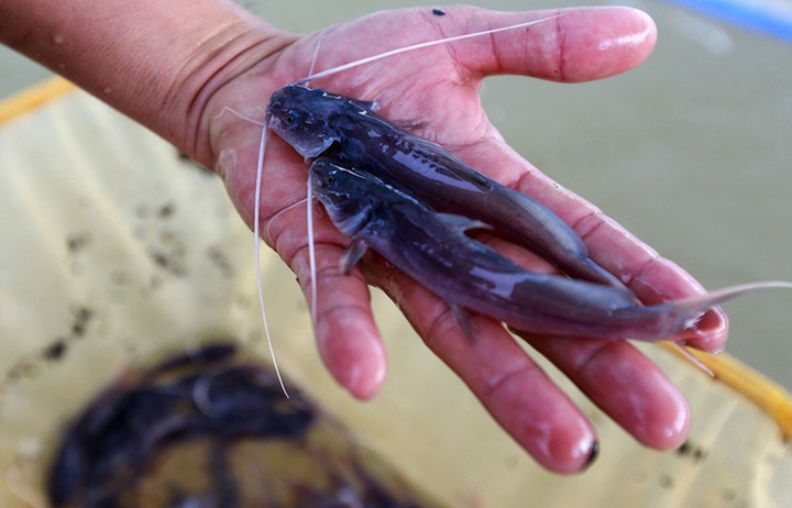 Trang trại chủ yếu cung cấp cho thị trường cả nước cá lăng nha bột (khoảng 7 ngày tuổi) và cá lăng nha giống (khoảng 20 ngày tuổi) với số lượng lên đến hàng trăm nghìn con mỗi tuần, tùy theo đơn hàng khách mua.