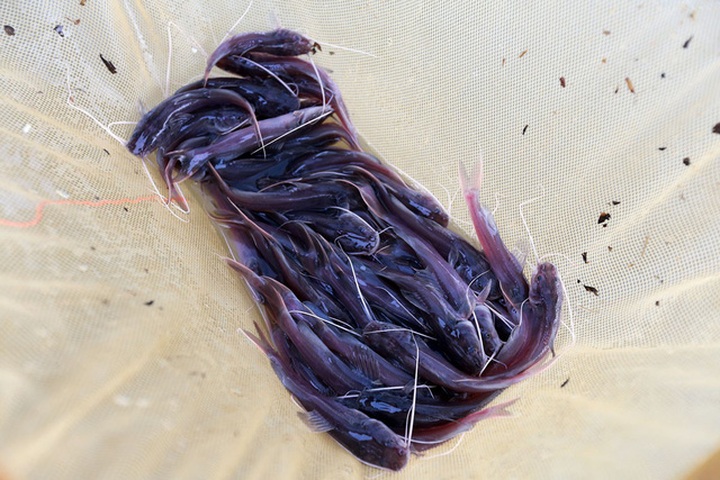 Giá bán cá bột là 100 đồng/con, cá giống 1.000 đồng/con.