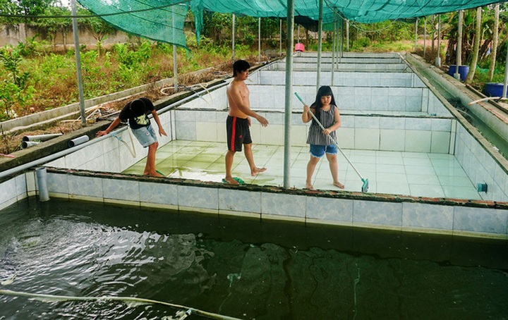 Sau những lần thất bại, điều khiến anh Hiếu quan tâm nhất là nước sạch, thức ăn sạch, ao sạch để cá có điều kiện phát triển tốt.