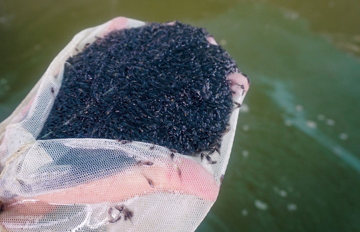 Bình quân một con cá lăng khi sinh sản sẽ đẻ được khoảng 300 gram trứng và nở ra cỡ 25.000 cá con (cá bột), đạt tỷ lệ 80% nở thành công.