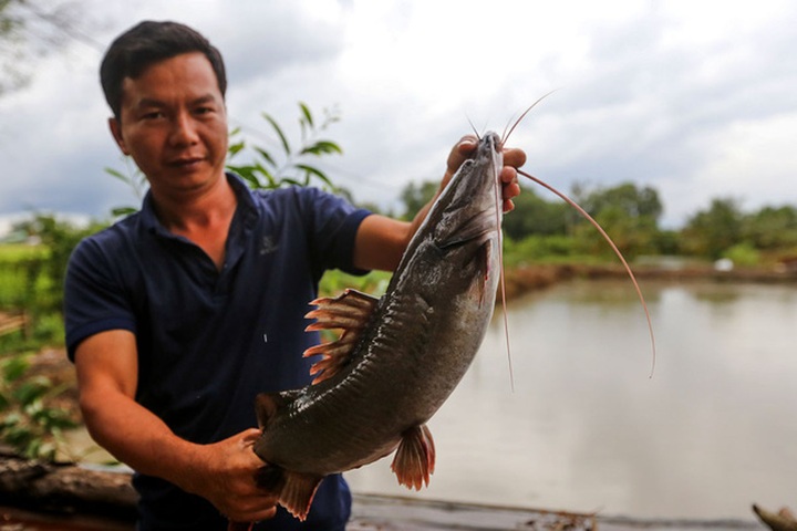Anh Hiếu chọn nuôi cá lăng giống thay vì nuôi cá lăng lớn để bán vì điều kiện ao hồ không đủ. Cá bố mẹ đạt chuẩn phải 30 - 36 tháng tuổi, nặng từ trung bình 3 ký. Mỗi năm, anh nhập khoảng 4 tấn cá giống về nuôi sinh sản, với giá trung bình khoảng 120.000 đồng một ký.