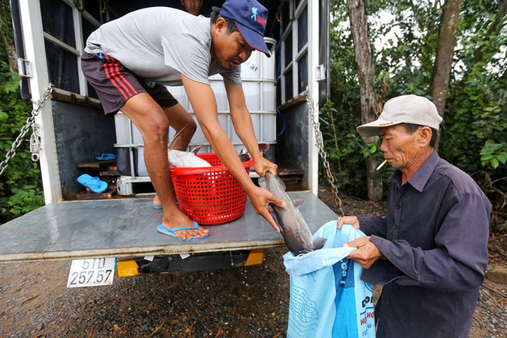 Loại cá lăng anh Hiếu nuôi thuộc dòng lăng nha. Đây là một trong những loài cá lăng lớn trong khu vực châu Á, có thể nặng tới 80 ký. Vây đuôi có màu trắng khi cá còn nhỏ và thành màu đỏ tươi khi cá dài khoảng 15 cm.