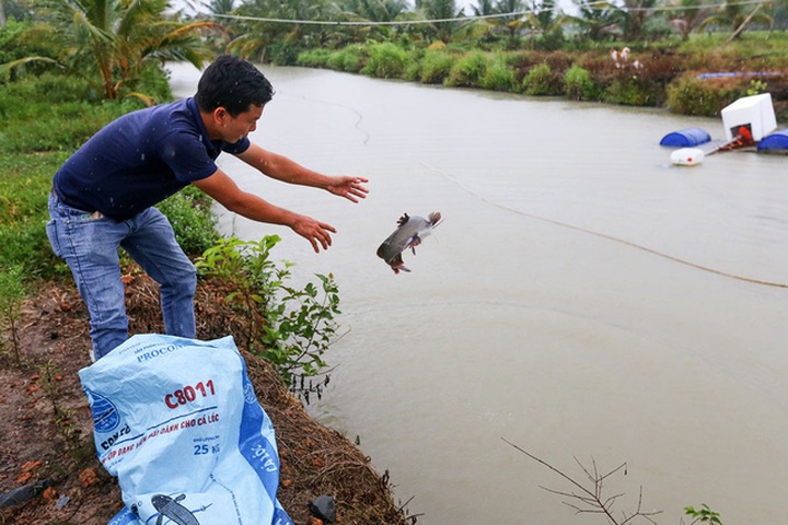 Cá bố mẹ khi nhập về được thả xuống ao rộng hơn 1.000 m2, sâu gần 3 m để dưỡng lại trong một năm thì mới kích thích cho cá sinh sản. Do nuôi lấy giống nên cứ một mét vuông mặt nước chỉ thả hai con