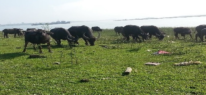 Ở phố nuôi trâu thả đen cả 1 bãi sông, chị Châu làm giàu chả mấy - 1