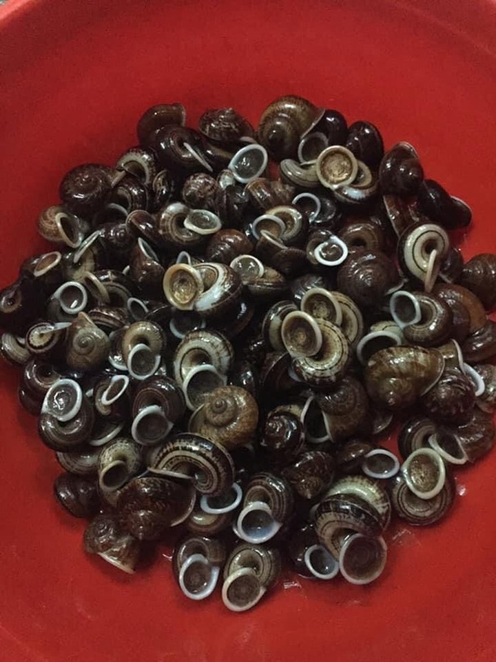 Ốc thuốc rừng sâu, nhà giàu ăn sang cũng chẳng biết tới - 1