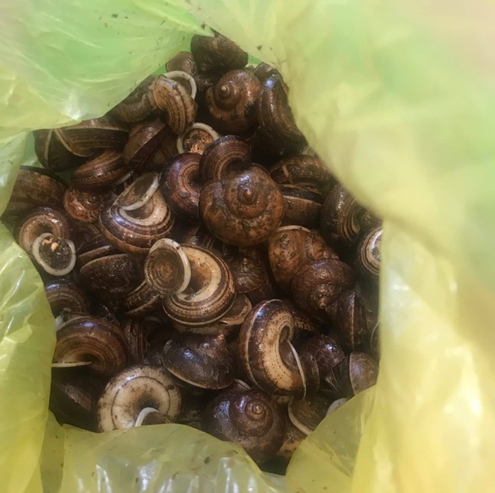Ốc thuốc rừng sâu, nhà giàu ăn sang cũng chẳng biết tới - 2