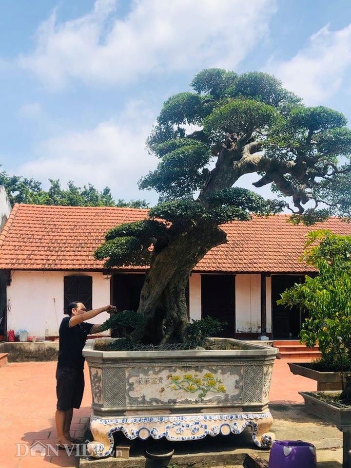 Ông thợ mộc mua cây duối cổ 400 tuổi giá 2 triệu đồng, giờ khách trả 3 tỷ đồng không bán - 1