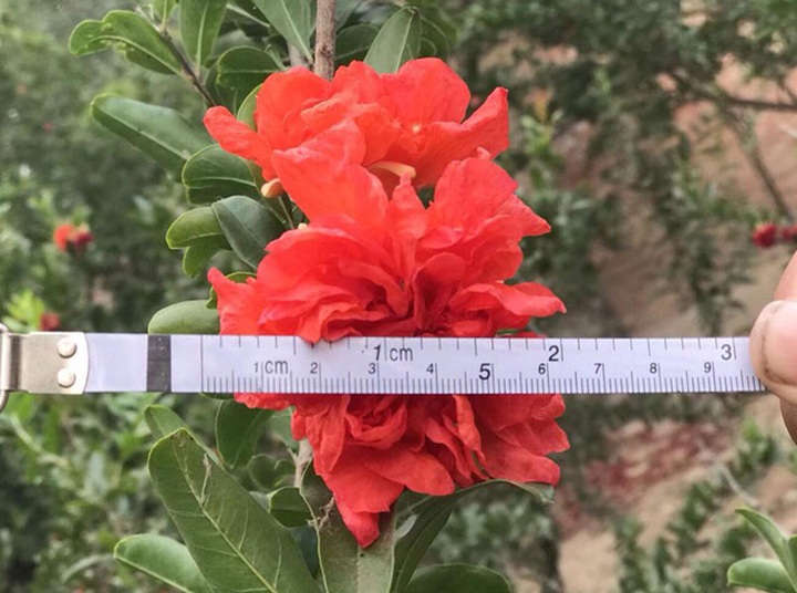 Đây là giống lựu cảnh chỉ chơi hoa với đặc điểm hoa kép, đường kính bông to