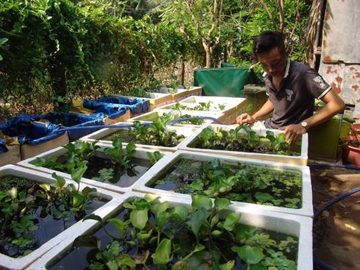 Quái kiệt biến cá đặc chủng độc, lạ thành cá kiểng, tiền đô thu đều - 1