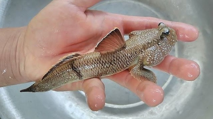 Quái kiệt biến cá đặc chủng độc, lạ thành cá kiểng, tiền đô thu đều - 2