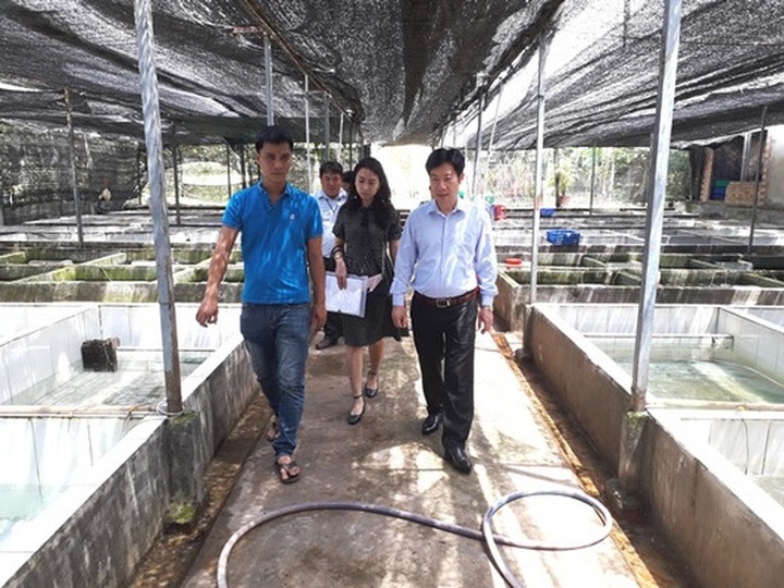 Quái kiệt biến cá đặc chủng độc, lạ thành cá kiểng, tiền đô thu đều - 4