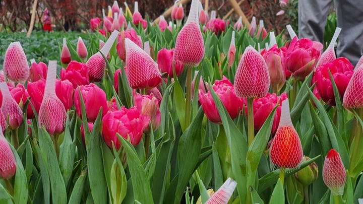 Quan niệm năm kép tài lộc nhân đôi, dân Hà Nội săn lùng hoa Tuy Líp nhiều cánh - 1