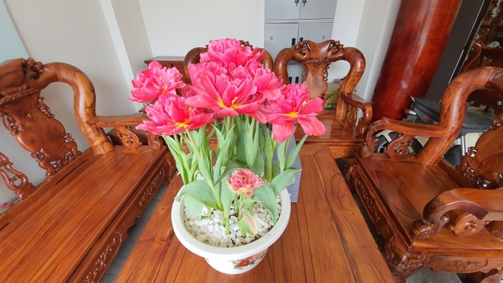 Quan niệm năm kép tài lộc nhân đôi, dân Hà Nội săn lùng hoa Tuy Líp nhiều cánh - 3