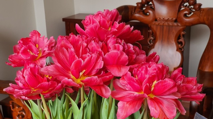 Quan niệm năm kép tài lộc nhân đôi, dân Hà Nội săn lùng hoa Tuy Líp nhiều cánh - 4