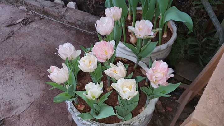 Quan niệm năm kép tài lộc nhân đôi, dân Hà Nội săn lùng hoa Tuy Líp nhiều cánh - 5